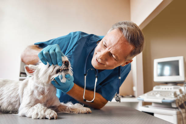 Best Emergency Root Canal Treatment in Emerald Bay, TX